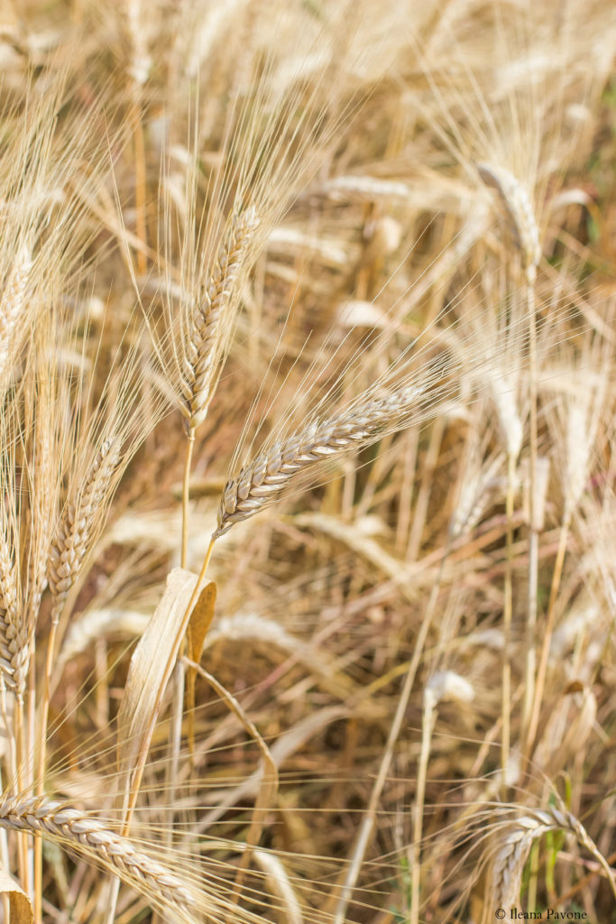Quanto Pesa Un Grano D Oro