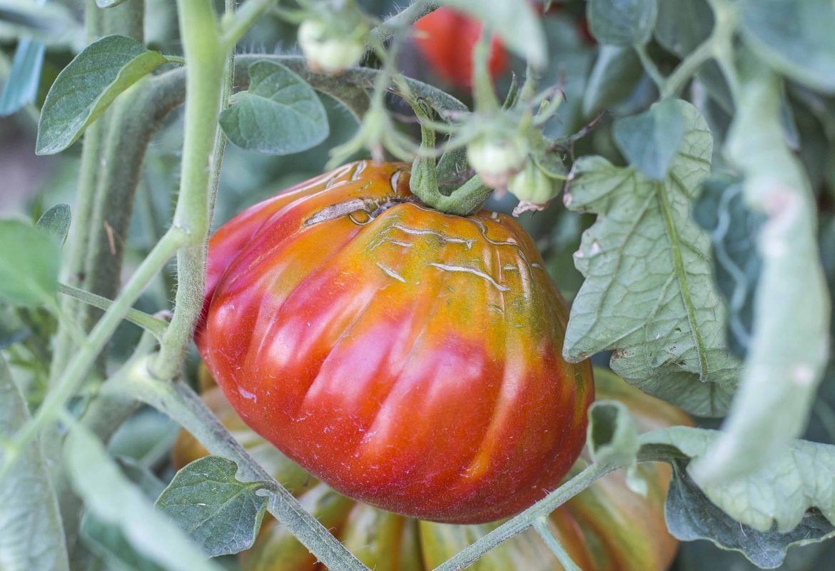 La conserva di pomodoro in Abruzzo: una tradizione da preservare.