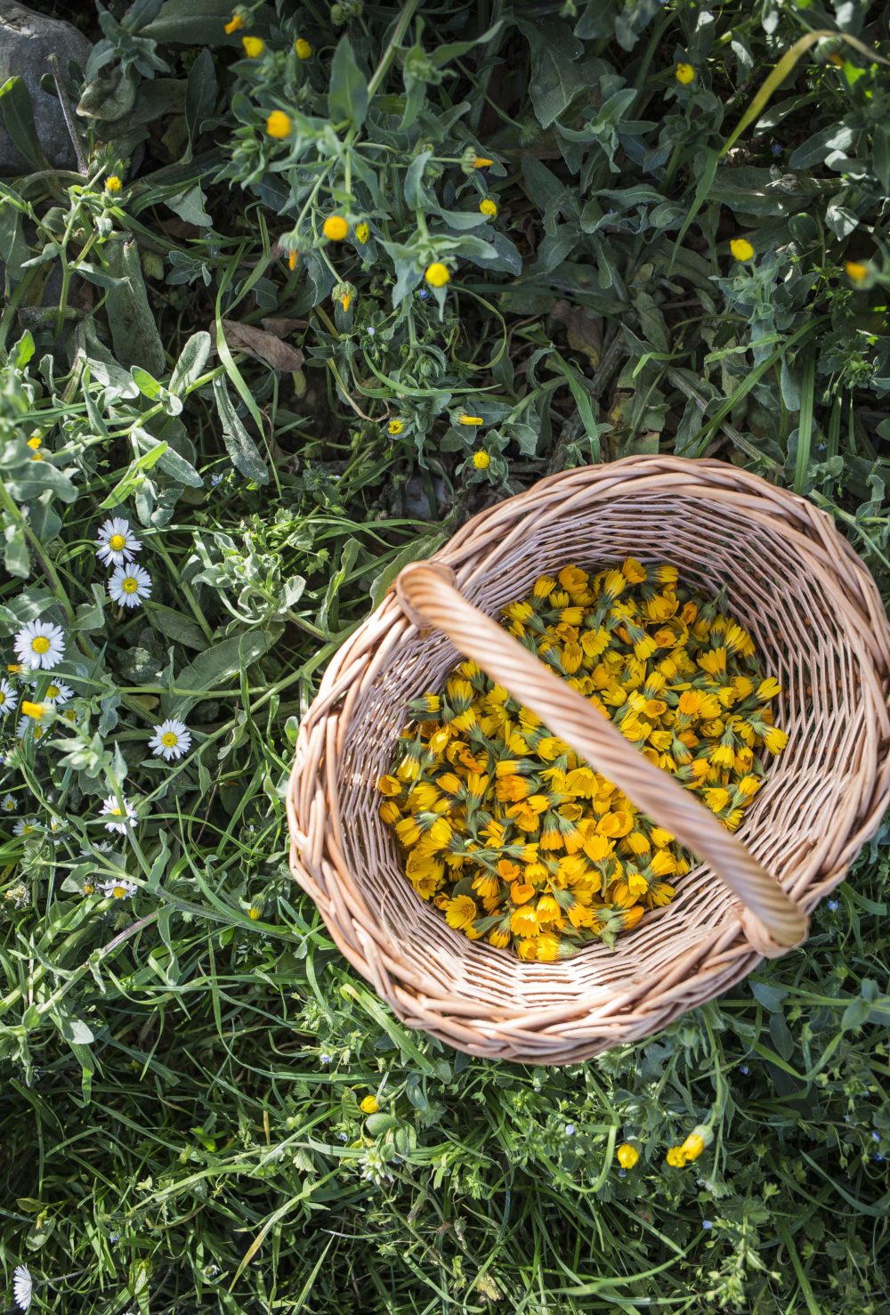 La calendula: un fiore spontaneo e le sue proprietà